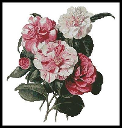 Camellias 4