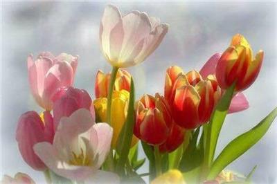 Tulip Spring