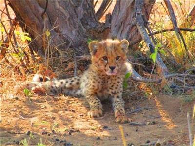 Leopard Young