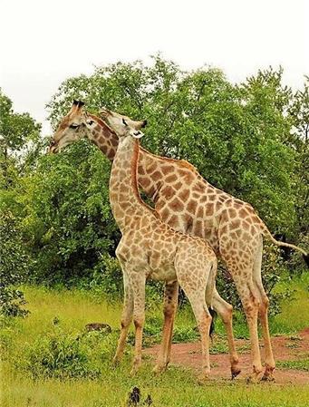 Giraffe Mates