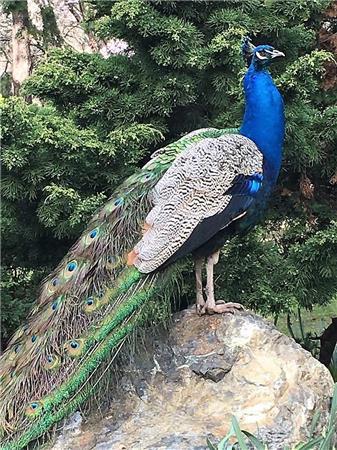 Forest Peacock