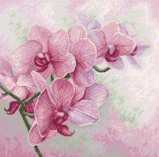 Graceful Orchids