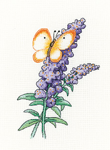 Buddleia Butterfly