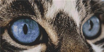 Through the Eye - Tabby Cat