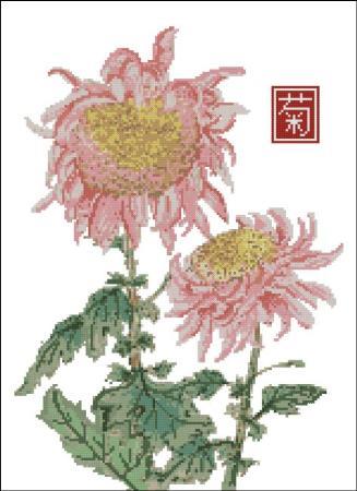 Japanese Chrysanthemum Pink