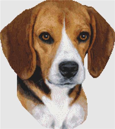 Beagle - Portrait (Tri)