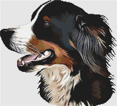 Bernese Mountain Dog - Profile