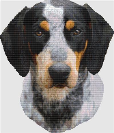 Coonhound - Portrait (Bluetick)