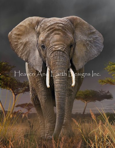Elephant Walk - David Penfound