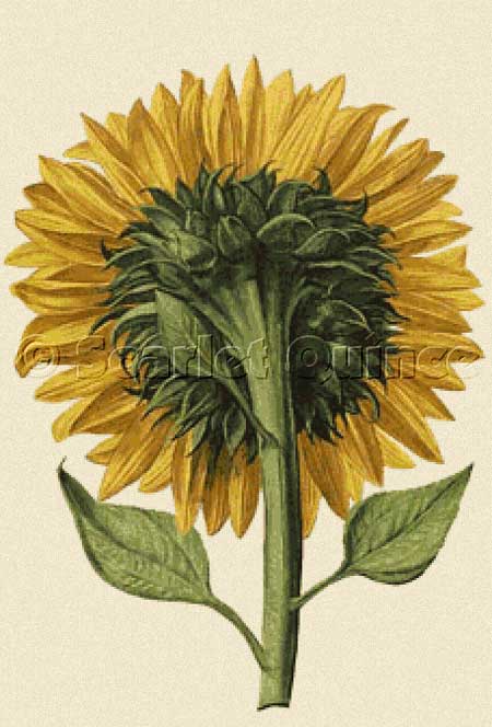 Sunflower Seen from the Back
