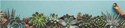 Row of Succulents  