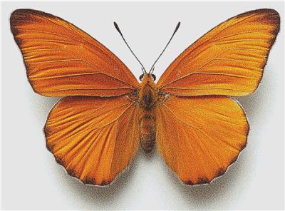 click here to view larger image of Julia Butterfly (chart)