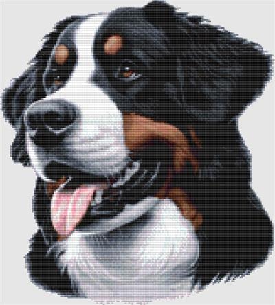 Bernese Mountain Dog - Portrait
