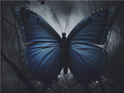 Haunted Blue Butterfly