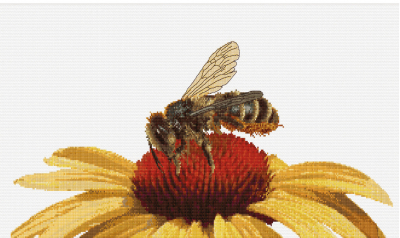Bee on Echinacea