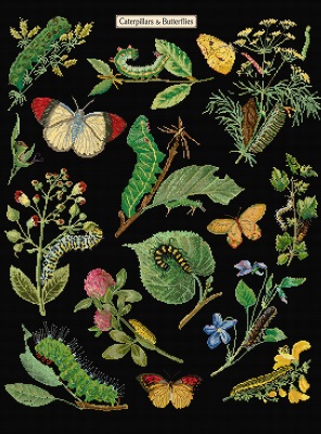 Caterpillars & Butterflies