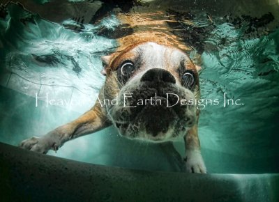 Beefy Water - Underwater Dogs