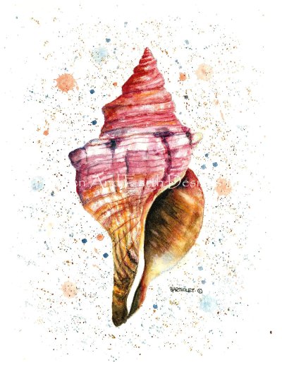 Sea Shell - Dave Bartholet
