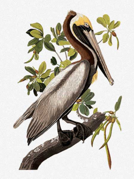Brown Pelican - John James Audubon	