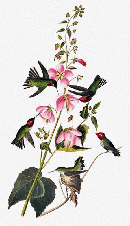 Columbian Hummingbird - John James Audubon