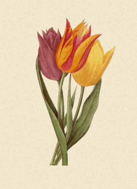 Tulipa Gesneriana - Pierre-Joseph Redoute