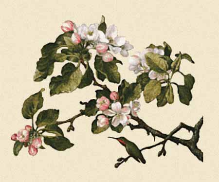 Hummingbird and Apple Blossoms 