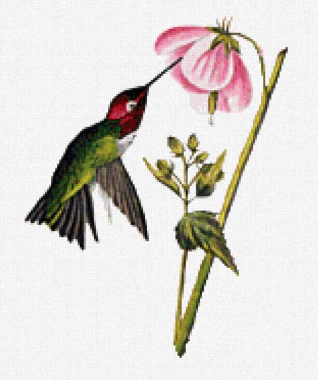 Columbian Hummingbird (detail) - John James Audubon