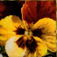 click here to view larger image of Pansy X (counted cross stitch kit)