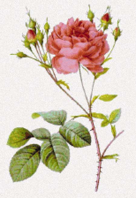 Rosa centifolia Anglica rubra - Pierre-Joseph Redoute