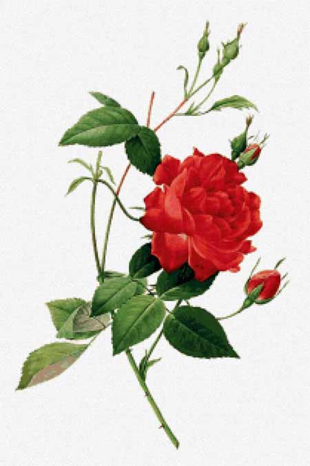 Rosa Indica Cruenta - Pierre-Joseph Redoute