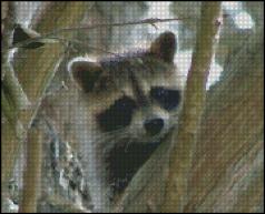Raccoon Stuck in a Tree 