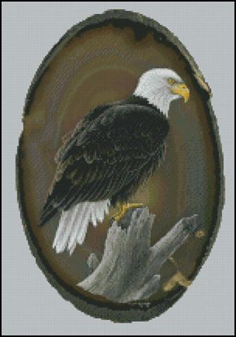 American Bald Eagle - Rossberg