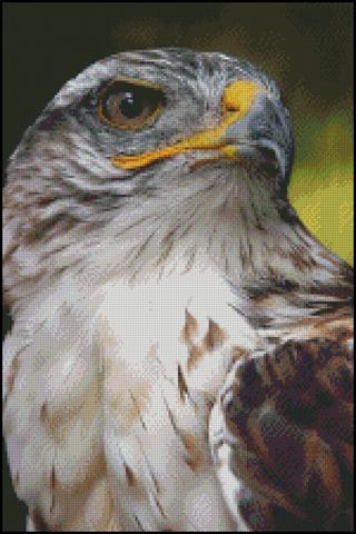 Portrait of a Hawk