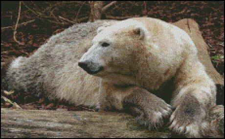 Polar Bear Resting 