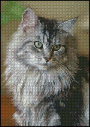 Silver Tabby Cat Portrait