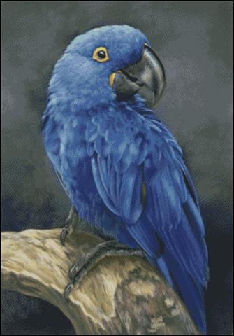 Blue Hyacinth Macaw Study