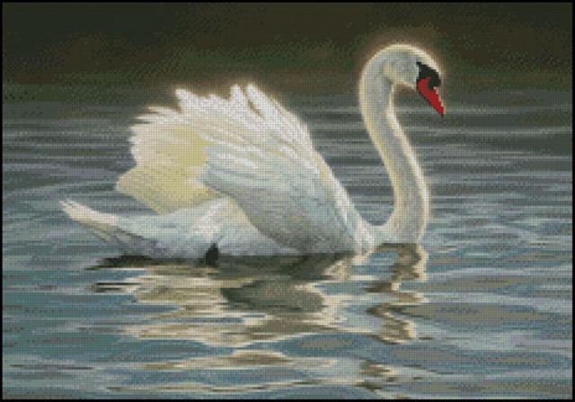 Gentle Glow - Mute Swan