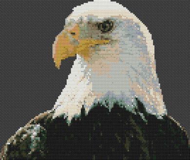 Regal Bald Eagle