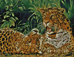 Playful Leopards