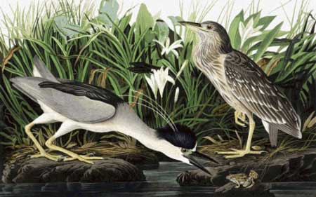 Black-Crowned Night Heron - John James Audubon	
