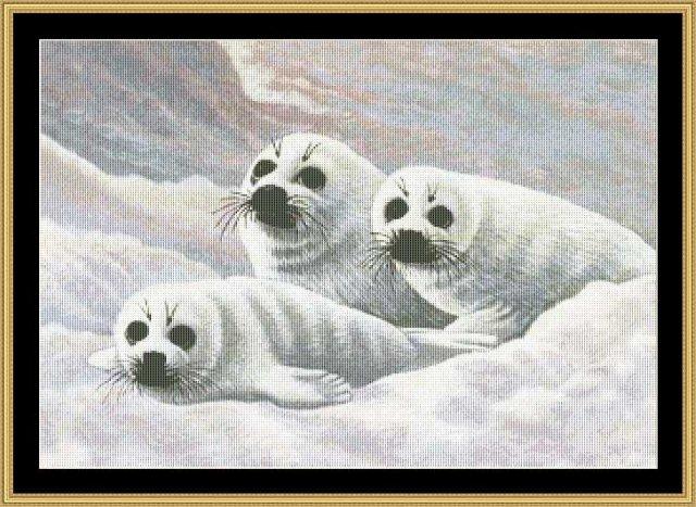 Harp Seal Pups - Michael Matherly