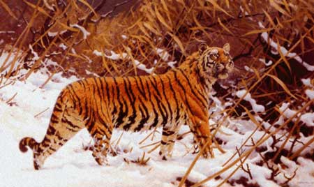 Siberian Tiger in a Snowy Landscape 