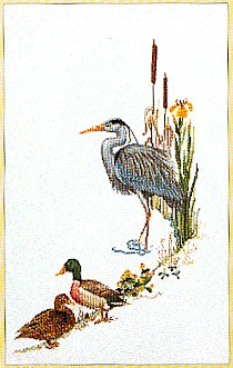 Blue Heron With Mallards