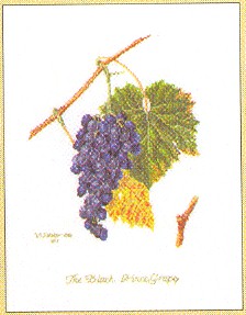 click here to view larger image of Grape Vine (counted cross stitch kit)