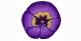 Purple Pansy (Tiny) button