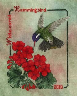 White-Eared Hummingbird (2010)