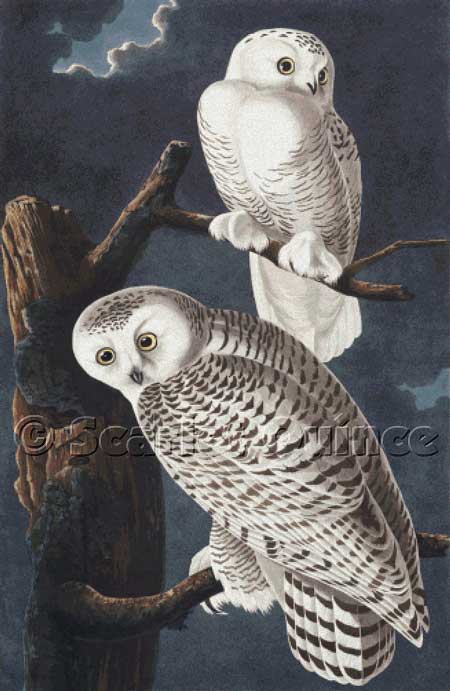click here to view larger image of Snowy Owl - John James Audubon (chart)