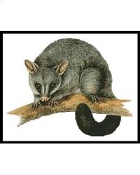 click here to view larger image of Brush Tail Possum (Neville Cayley) (chart)