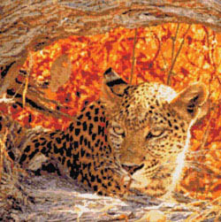 Hiding Leopard