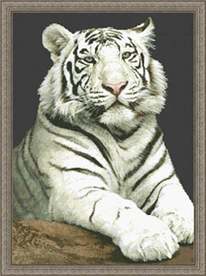 Stare, The (White Tiger)